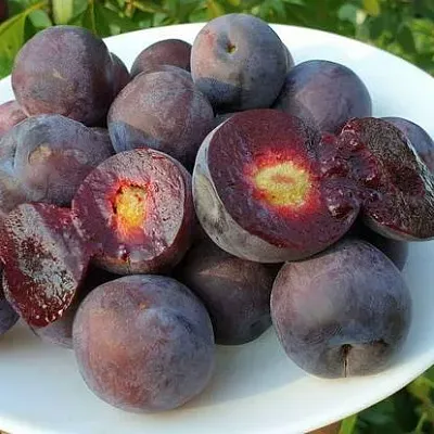Сливово-вишневый гибрид МЕЙНОР  Сливово-вишневый гибрид МЕЙНОР в Нижнем Новгороде