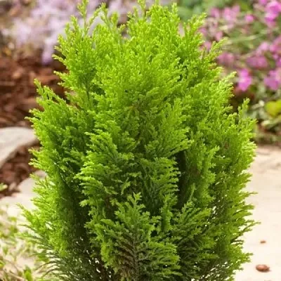 Кипарисовик ЭЛВУДИ ГОЛД лавсона  Кипарисовик ЭЛВУДИ ГОЛД лавсона в Нижнем Новгороде