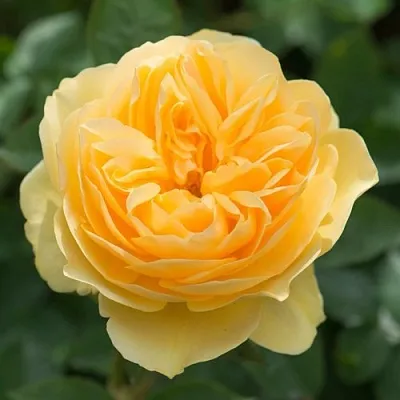 Саженцы роз ГРЕХАМ ТОМАС английская  Саженцы роз ГРЕХАМ ТОМАС английская в Нижнем Новгороде