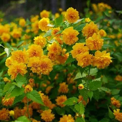 Керрия японская ПЛЕНИФЛОРА в Нижнем Новгороде