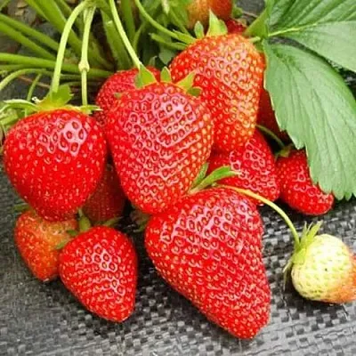 Клубника ВИМА РИНА ремонтантная  Клубника ВИМА РИНА ремонтантная в Нижнем Новгороде