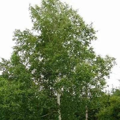 Береза бородавчатая в Нижнем Новгороде