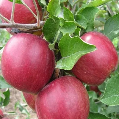 Яблоня МОСКОВСКОЕ ОЖЕРЕЛЬЕ колонновидная  Яблони Московское Ожерелье колонновидная в Нижнем Новгороде