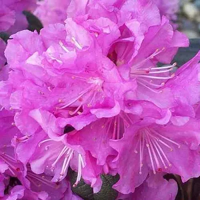 Рододендрон П.Ж.М. ЭЛИТ  Рододендрон П.Ж.М. ЭЛИТ в Нижнем Новгороде