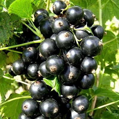 Смородина черная ГАРМОНИЯ  Смородина черная ГАРМОНИЯ в Нижнем Новгороде