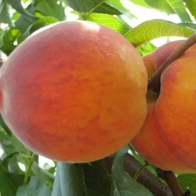 Персик СОЧНЫЙ — описание сорта Персик СОЧНЫЙ в Нижнем Новгороде