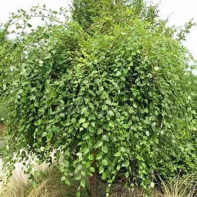 Береза САММЕР КАСКАД черная в Нижнем Новгороде