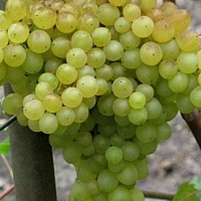 Виноград КИШМИШ 342  Виноград КИШМИШ 342 в Нижнем Новгороде