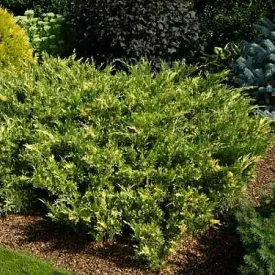 Можжевельник ВАРИЕГАТА казацкий  Можжевельник ВАРИЕГАТА казацкий в Нижнем Новгороде