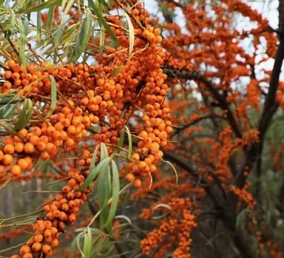 Облепиха СЕРАФИМА  Облепиха СЕРАФИМА в Нижнем Новгороде
