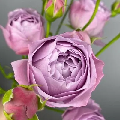 Саженцы роз ЛАВЕНДЕР БАБЛС спрей  Саженцы роз ЛАВЕНДЕР БАБЛС спрей в Нижнем Новгороде