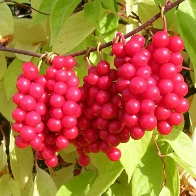 Лимонник в Нижнем Новгороде