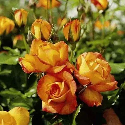 Саженцы роз САХАРА плетистая  Саженцы роз САХАРА плетистая в Нижнем Новгороде