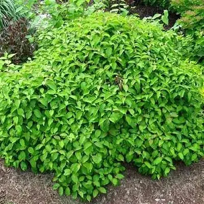 Дерен КЕЛСЕИ шелковистый   Дерен КЕЛСЕИ шелковистый  в Нижнем Новгороде