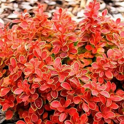 Барбарис КОРАЛ тунберга  Барбарис КОРАЛ тунберга в Нижнем Новгороде