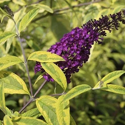 Буддлея давида САНТАНА   Буддлея давида САНТАНА  в Нижнем Новгороде