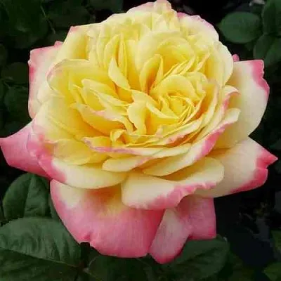 Саженцы роз КОРДЕС ДЖУБИЛИ чайно-гибридная  Саженцы роз КОРДЕС ДЖУБИЛИ чайно-гибридная в Нижнем Новгороде