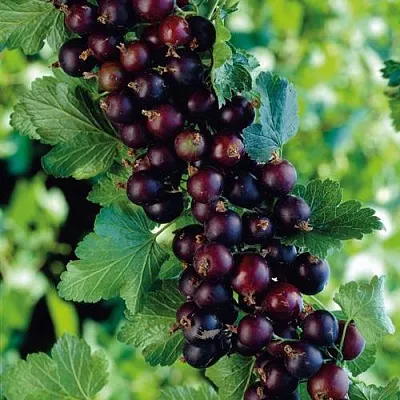 Йошта в Нижнем Новгороде