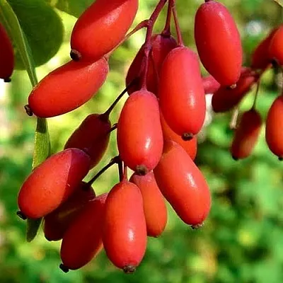 Кизил в Нижнем Новгороде