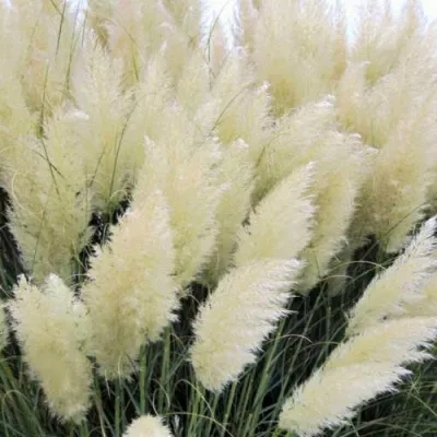 Кортадерия белая (пампасная трава) в Нижнем Новгороде