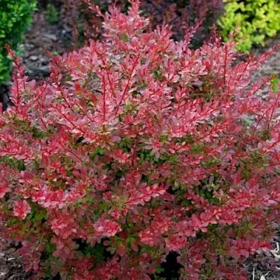 Барбарис ГОЛДЕН РИНГ тунберга  Барбарис ГОЛДЕН РИНГ тунберга в Нижнем Новгороде