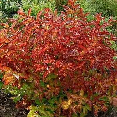 Вейгела ОГНЕННЫЕ КРЫЛЬЯ  Вейгела ОГНЕННЫЕ КРЫЛЬЯ в Нижнем Новгороде