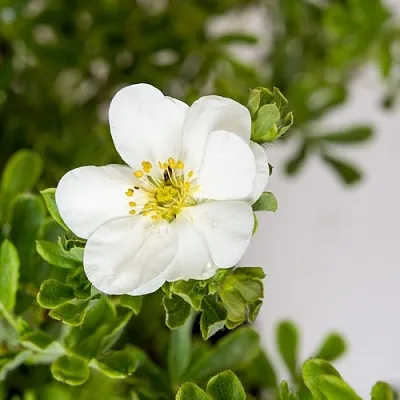 Лапчатка СНОУБЕРД кустарниковая в Нижнем Новгороде