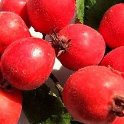 Боярышник КРУПНОПЛОДНЫЙ  Боярышник КРУПНОПЛОДНЫЙ в Нижнем Новгороде