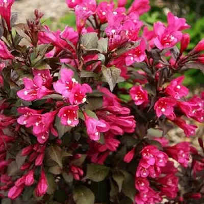 Вейгела БЛЭК РУБИ  Вейгела БЛЭК РУБИ в Нижнем Новгороде