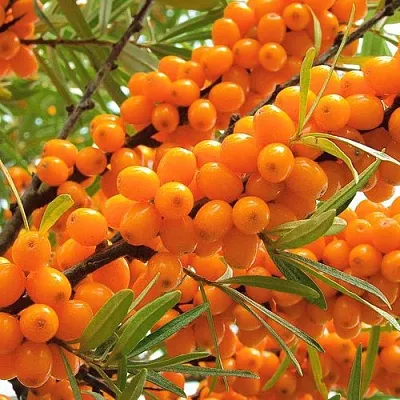 Облепиха в Нижнем Новгороде