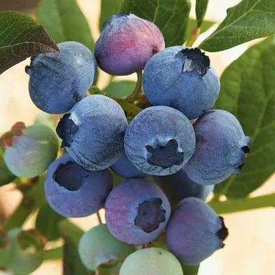 Голубика ОСОРНО  Голубика ОСОРНО в Нижнем Новгороде