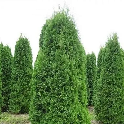 Туя КОЛУМНА западная  Туя КОЛУМНА западная в Нижнем Новгороде