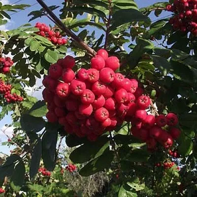 Рябина МОРАВСКАЯ сладкоплодная  Рябина МОРАВСКАЯ сладкоплодная в Нижнем Новгороде