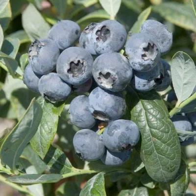 Голубика БРИГИТТА — описание сорта Голубика БРИГИТТА в Нижнем Новгороде