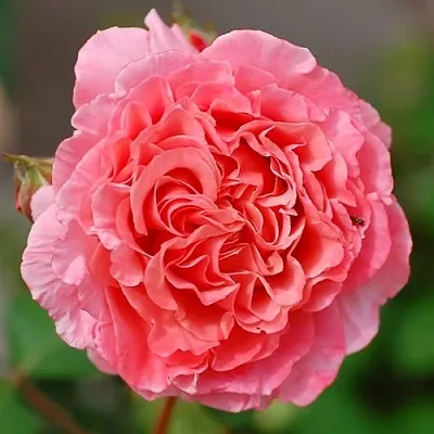 Саженцы роз ЛОРАН КАБРОЛЬ шраб  Саженцы роз ЛОРАН КАБРОЛЬ шраб в Нижнем Новгороде