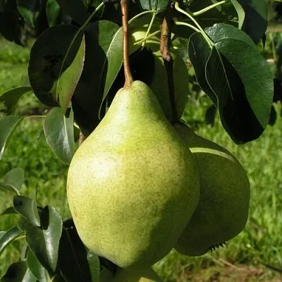 Груша МИНСКАЯ колонновидная в Нижнем Новгороде
