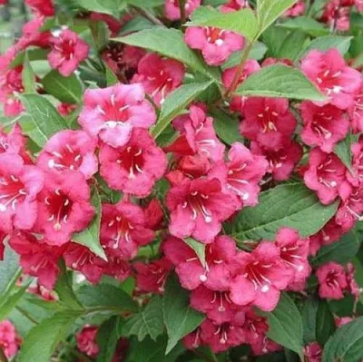 Вейгела БРИСТОЛЬ РУБИ  Вейгела БРИСТОЛЬ РУБИ в Нижнем Новгороде