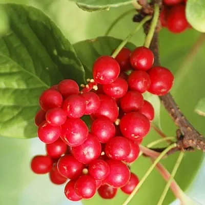 Лимонник ДЕДОВСКИЙ  Лимонник ДЕДОВСКИЙ в Нижнем Новгороде