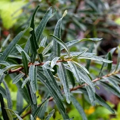 Облепиха АДАМ (МУЖСКАЯ)  Облепиха АДАМ (МУЖСКАЯ) в Нижнем Новгороде