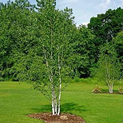 Береза бумажная в Нижнем Новгороде