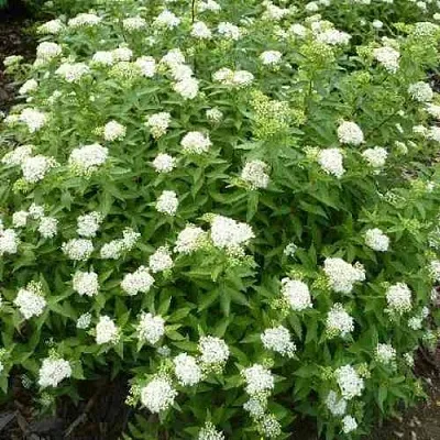 Спирея АЛЬБИФЛОРА японская в Нижнем Новгороде