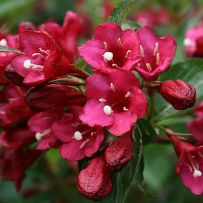 Вейгела ЕВА РАТКЕ  Вейгела ЕВА РАТКЕ в Нижнем Новгороде