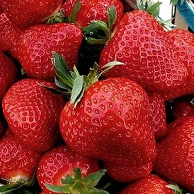 Клубника КЛЕРИ  Клубника КЛЕРИ в Нижнем Новгороде