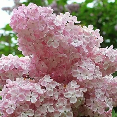 Сирень ВЕЧЕРНИЙ ЗВОН  Сирень ВЕЧЕРНИЙ ЗВОН в Нижнем Новгороде