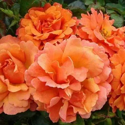 Саженцы роз БРИДЖ ОФ САЙЗ плетистая  Саженцы роз БРИДЖ ОФ САЙЗ плетистая в Нижнем Новгороде