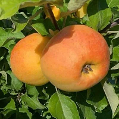 Яблоня АНТОНОВКА ЗОЛОТАЯ  Яблоня АНТОНОВКА ЗОЛОТАЯ в Нижнем Новгороде