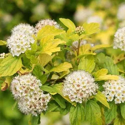 Пузыреплодник АНГЕЛ ГОЛД  Пузыреплодник АНГЕЛ ГОЛД в Нижнем Новгороде