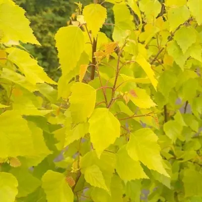 Берёза ГОЛДЕН ОБЕЛИСК повислая   Берёза ГОЛДЕН ОБЕЛИСК повислая  в Нижнем Новгороде