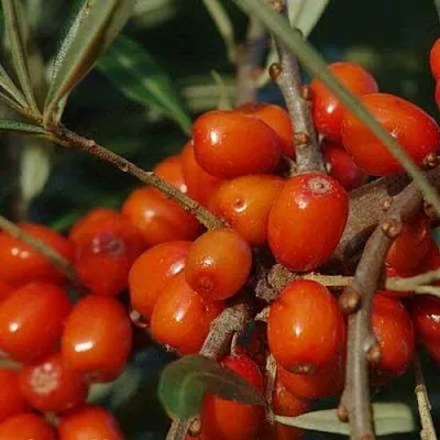 Облепиха ВОРОБЬЕВСКАЯ  Облепиха ВОРОБЬЕВСКАЯ в Нижнем Новгороде