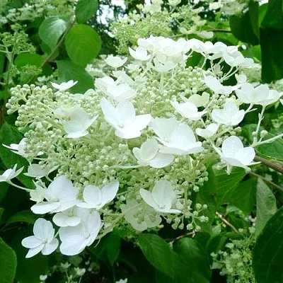 Гортензия УАЙТ ДОМ древовидная  Гортензия УАЙТ ДОМ древовидная в Нижнем Новгороде